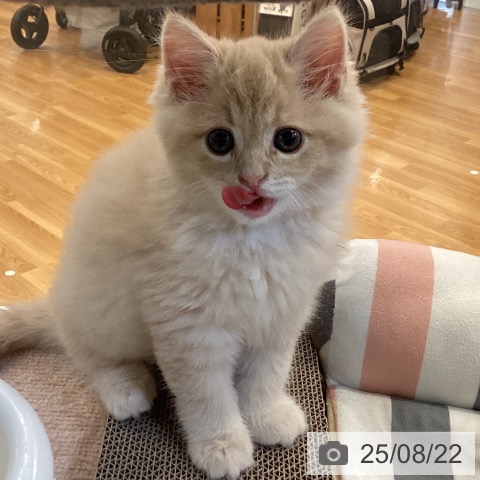 サイベリアンの写真