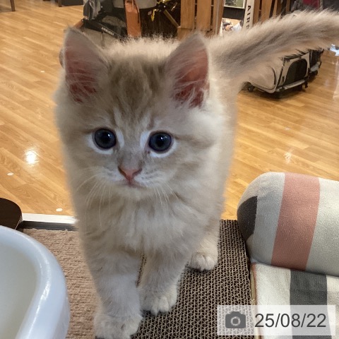 サイベリアンの写真