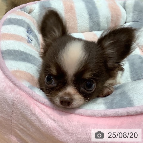 チワワの写真