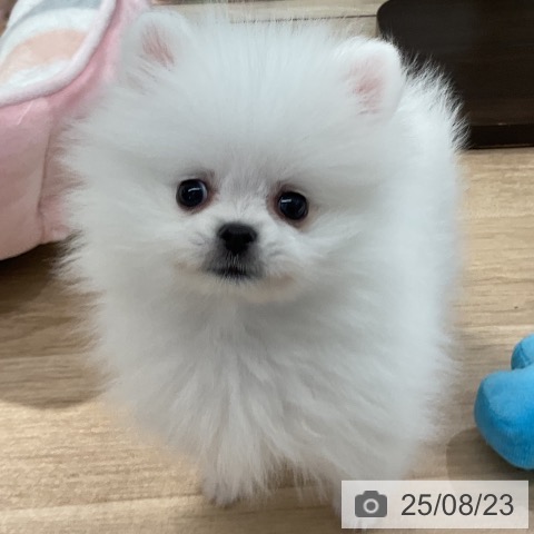 ポメラニアンの写真
