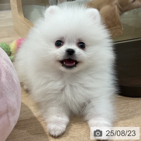 ポメラニアンの写真