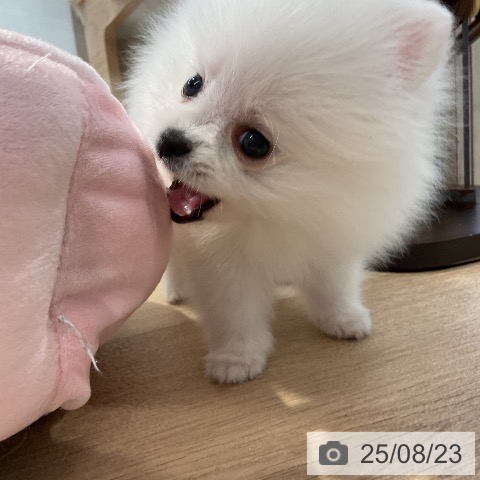 ポメラニアンの写真