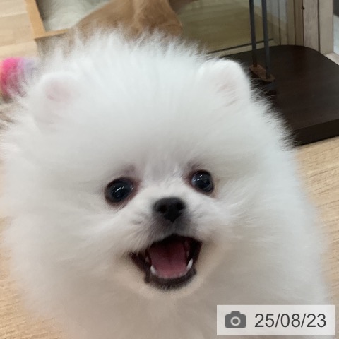 ポメラニアンの写真
