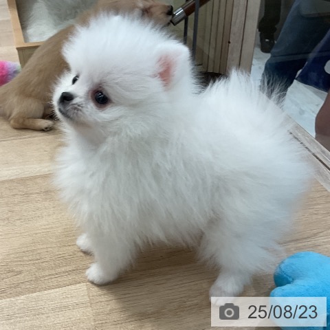 ポメラニアンの写真