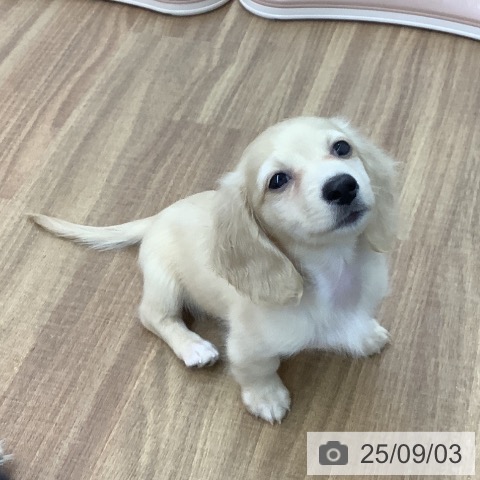 ミニチュア・ダックスフンドの写真