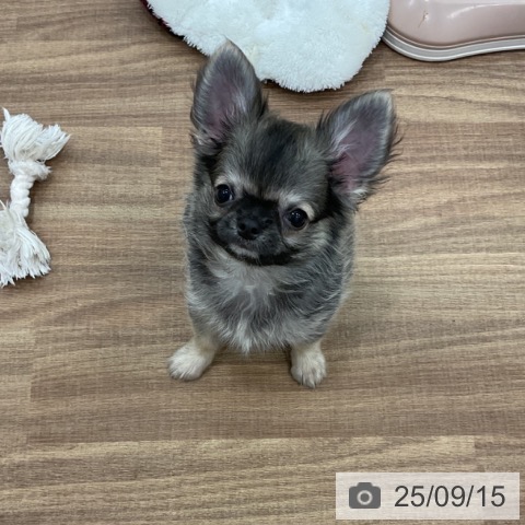チワワの写真