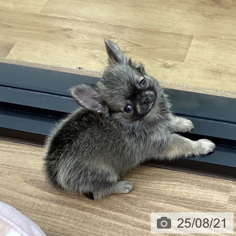 チワワの写真