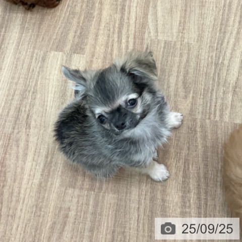 チワワの写真