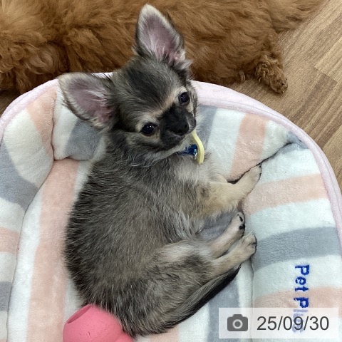 チワワの写真