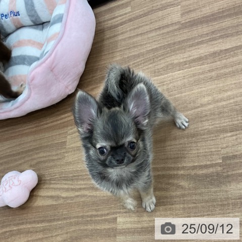 チワワの写真