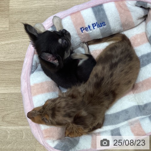 チワワの写真