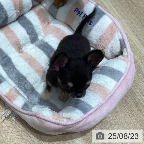 チワワの写真