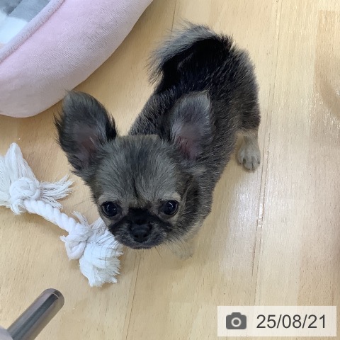チワワの写真
