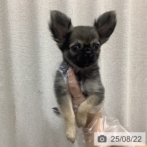 チワワの写真