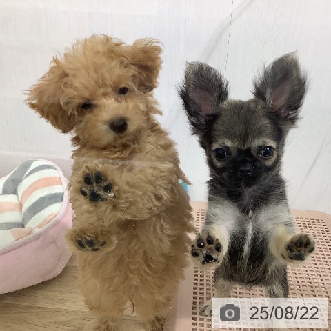 チワワの写真