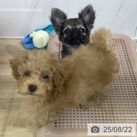 チワワの写真