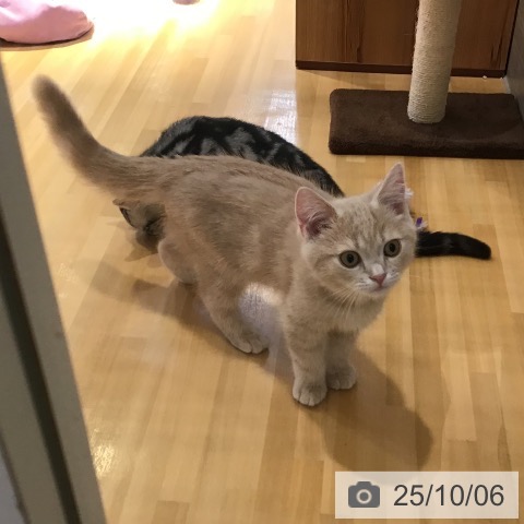 スコティッシュフォールドの写真