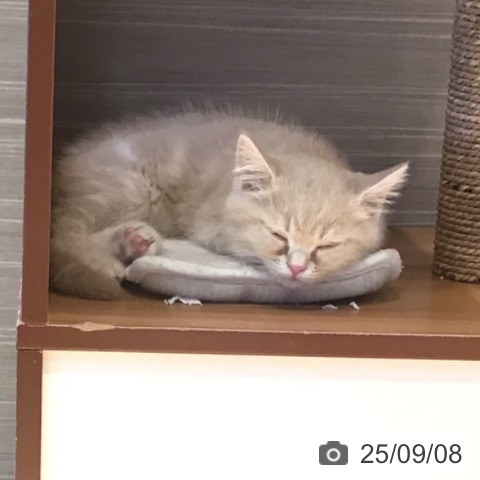 スコティッシュフォールドの写真