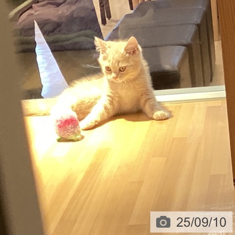 スコティッシュフォールドの写真