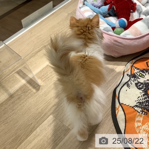 スコティッシュフォールドの写真