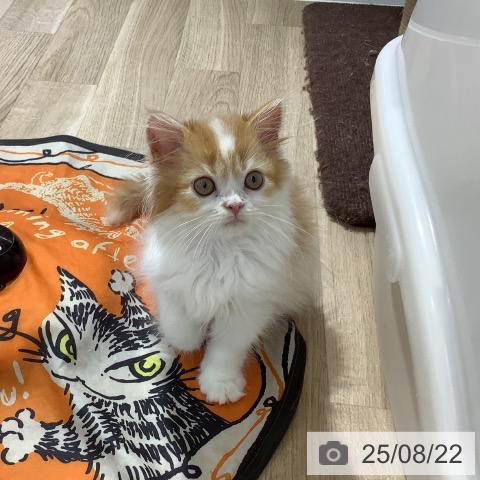 スコティッシュフォールドの写真