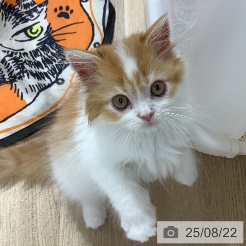 スコティッシュフォールドの写真