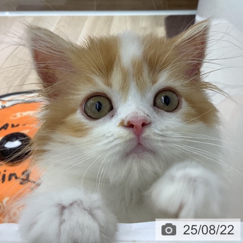 スコティッシュフォールドの写真