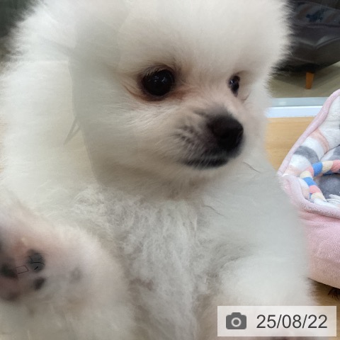 ポメラニアンの写真