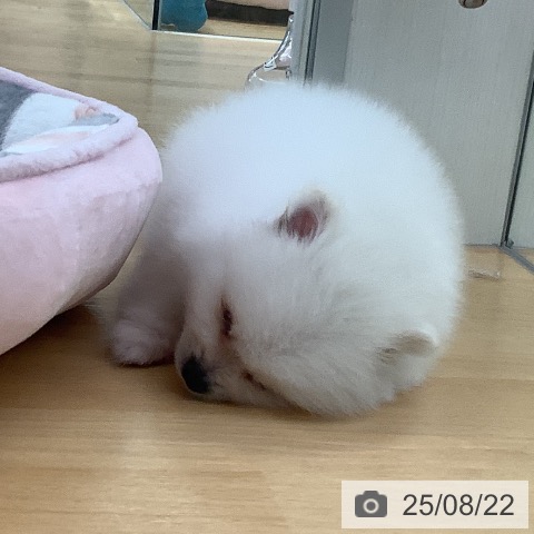 ポメラニアンの写真