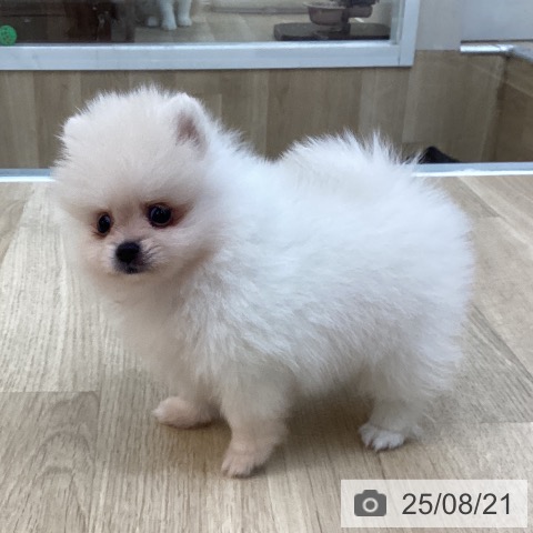 ポメラニアンの写真