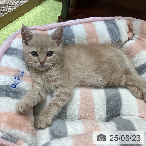 スコティッシュフォールドの写真