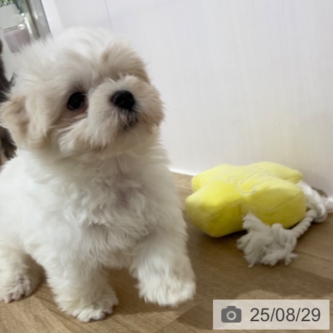 マルチーズの写真