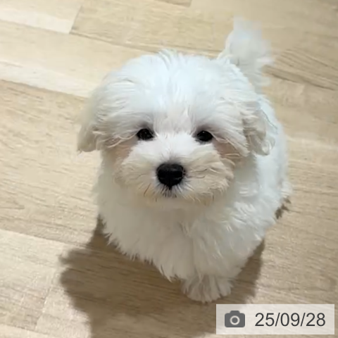 マルチーズの写真