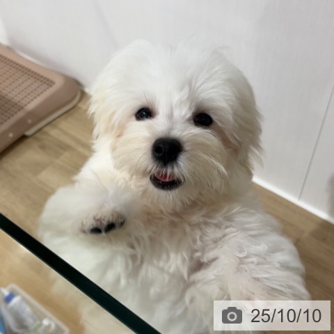 マルチーズの写真