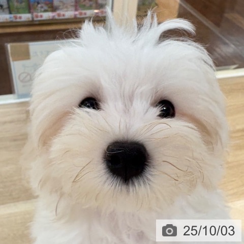マルチーズの写真