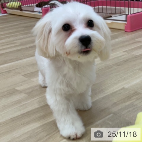 マルチーズの写真