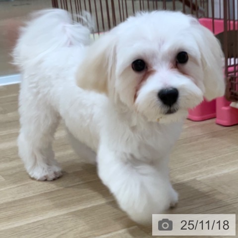 マルチーズの写真