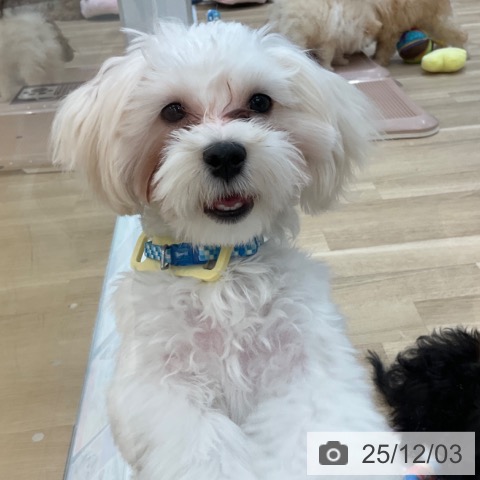 長野県のマルチーズ (ペットプラス 上田店/2025年6月22日生まれ/男の子/ホワイト)の子犬の4枚目の画像