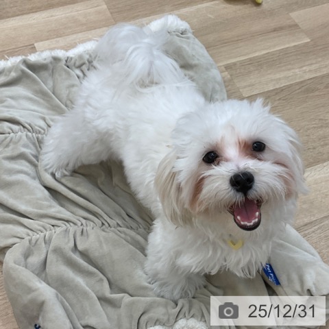 長野県のマルチーズ (ペットプラス 上田店/2025年6月22日生まれ/男の子/ホワイト)の子犬の4枚目の画像