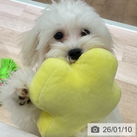 長野県のマルチーズ (ペットプラス 長野店/2025年6月22日生まれ/男の子/ホワイト)の子犬の4枚目の画像