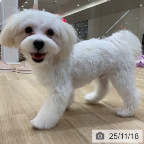 マルチーズの写真