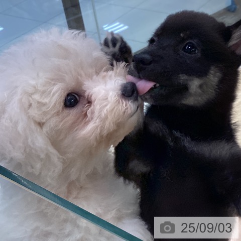 チワワの写真