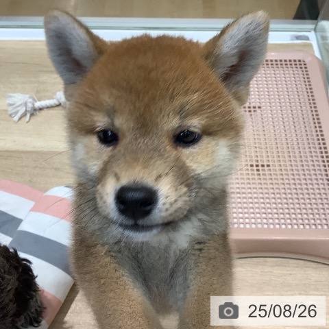 柴の写真