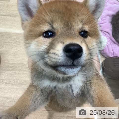 柴の写真