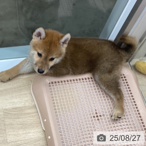柴の写真