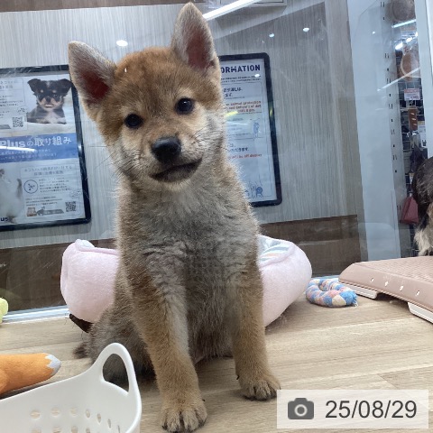 柴の写真