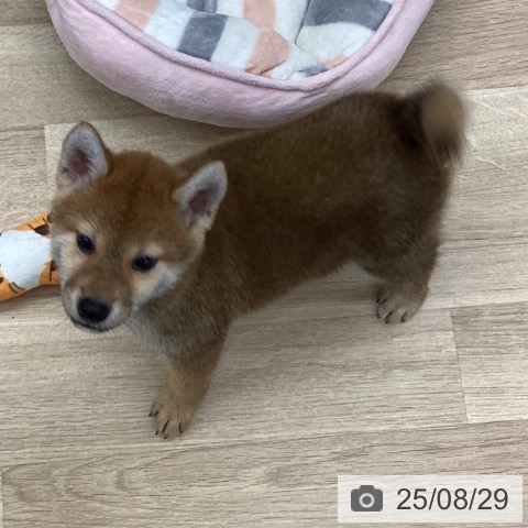 柴の写真
