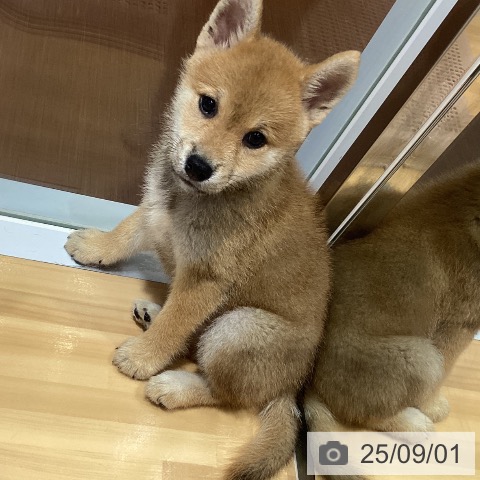 柴の写真