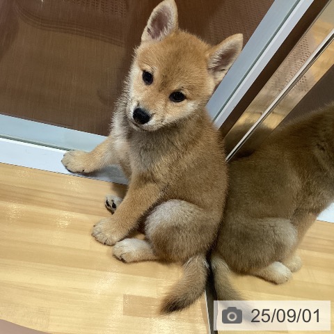 柴の写真