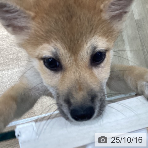 柴の写真